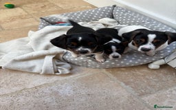 Mixed Breed dogs for sale: Cavajacks - Image 10