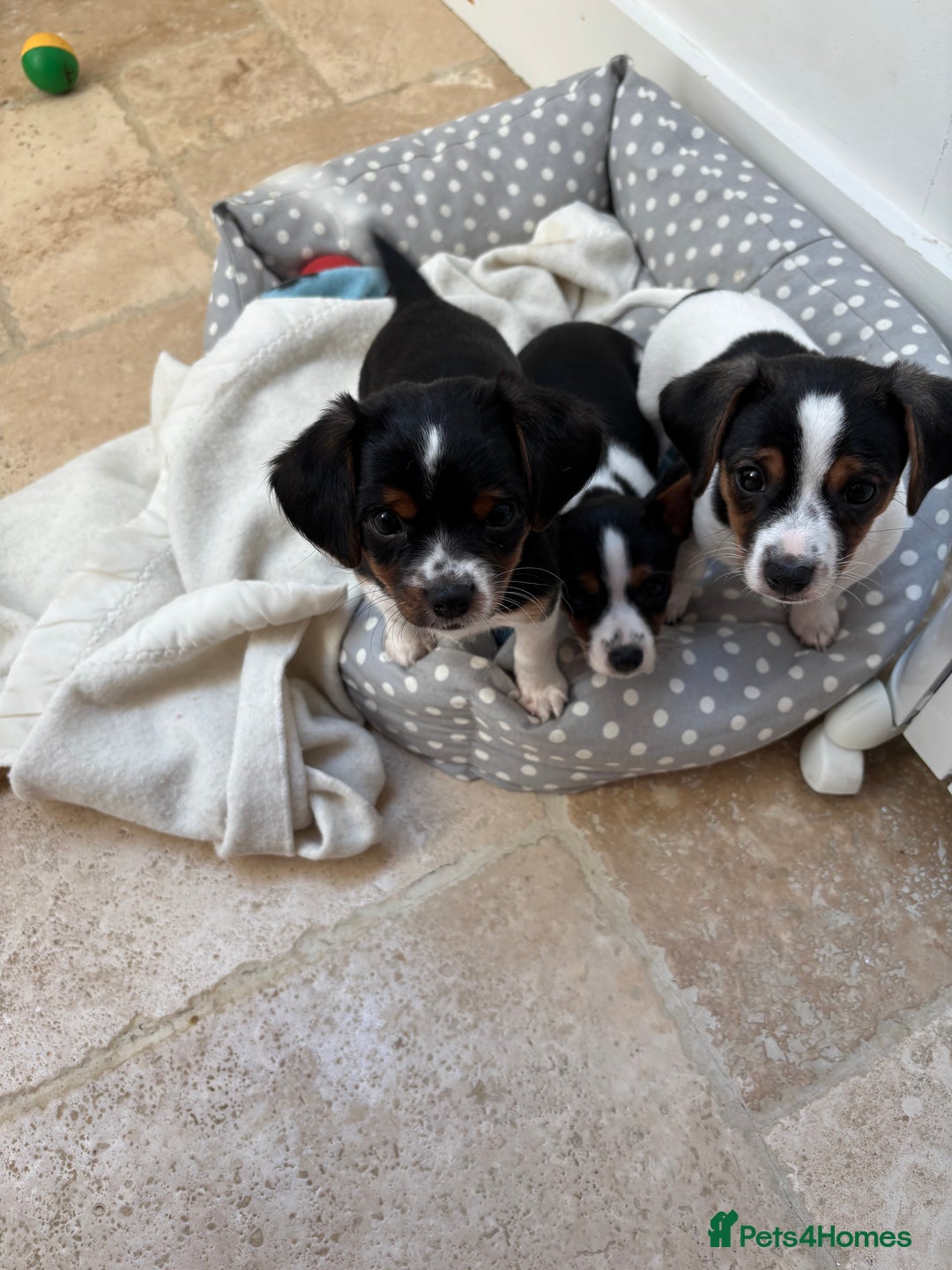 Mixed Breed dogs for sale: Cavajacks - Image 10