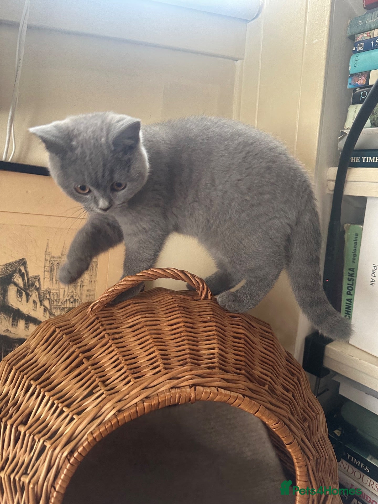 British Shorthair cats Pure Pedigree GCCF-Registered kittens  - Advert 1