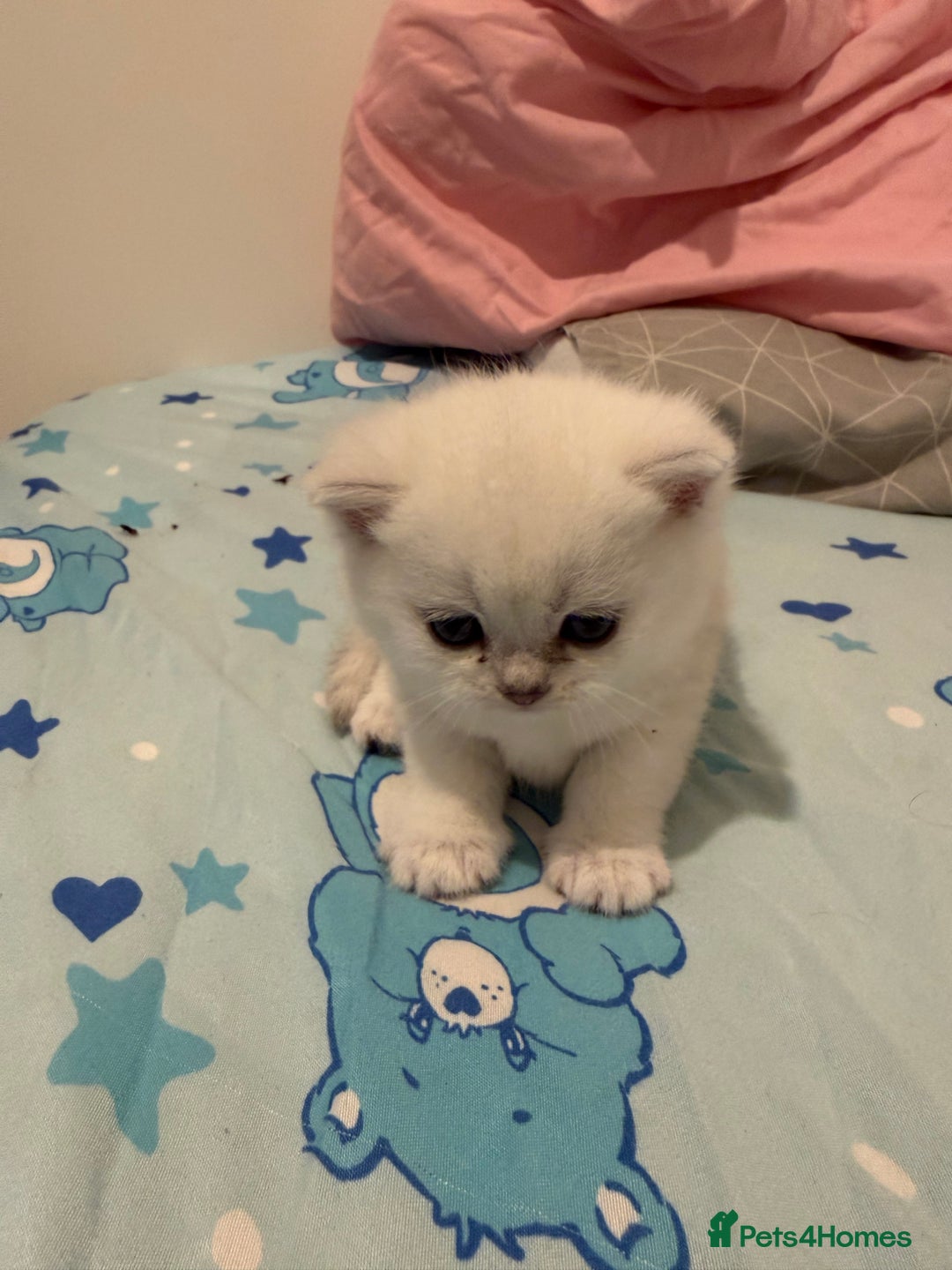 British Shorthair cats for sale: British shorthair kitten  - Advert 3