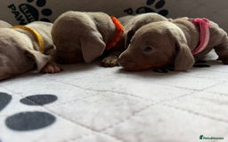 Dachshund dogs for sale: Litter of miniature dachshunds born 12/9/25 - Image 20