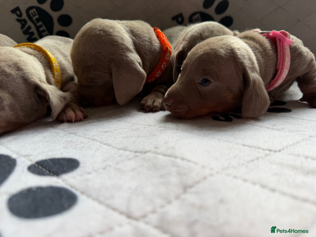 Dachshund dogs for sale: Litter of miniature dachshunds born 12/9/25 - Image 20