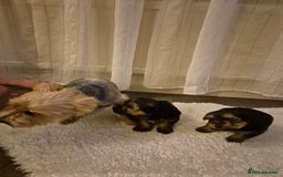 Yorkshire Terrier dogs for sale: Yorkshire terrier pappy for sale - Image 15