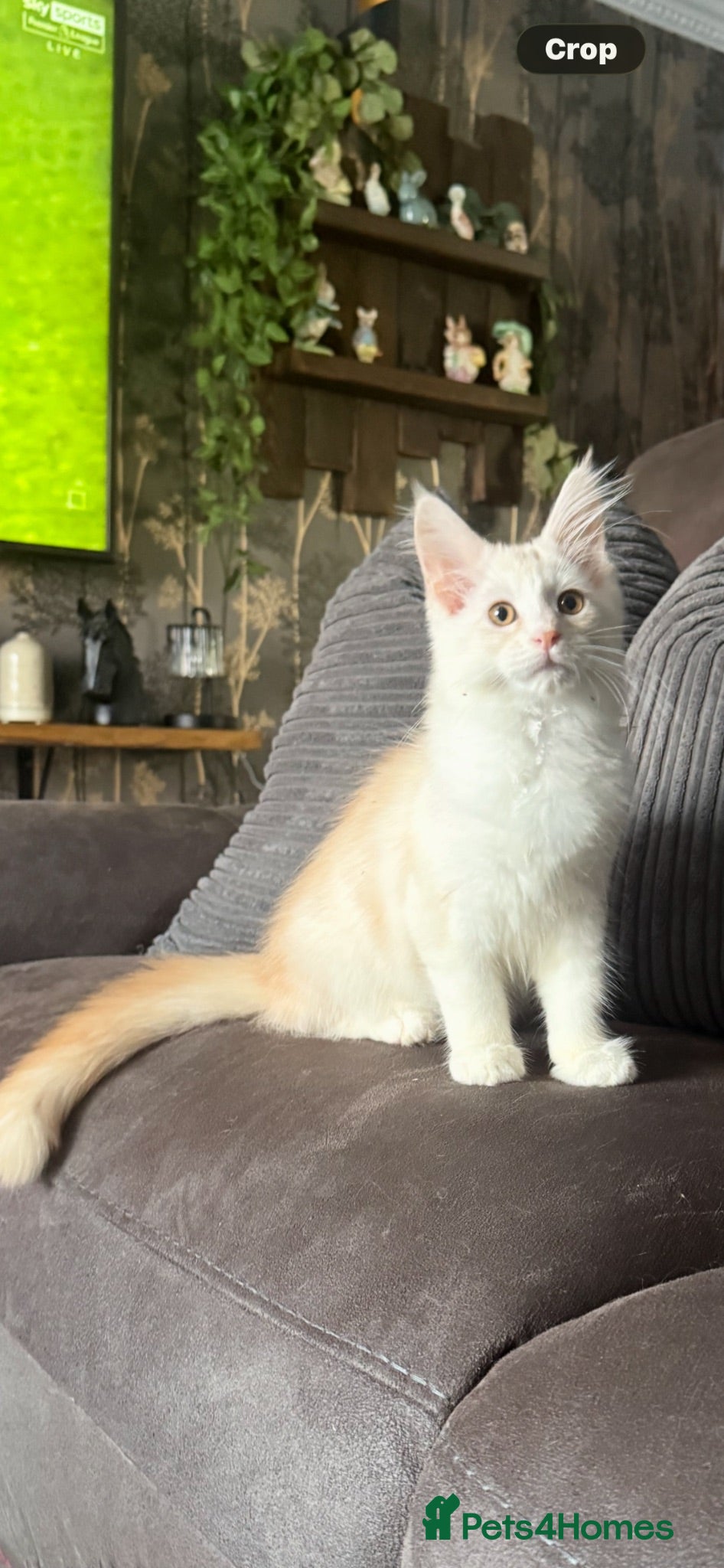 Maine Coon cats Last beautiful girl available  - Advert 15