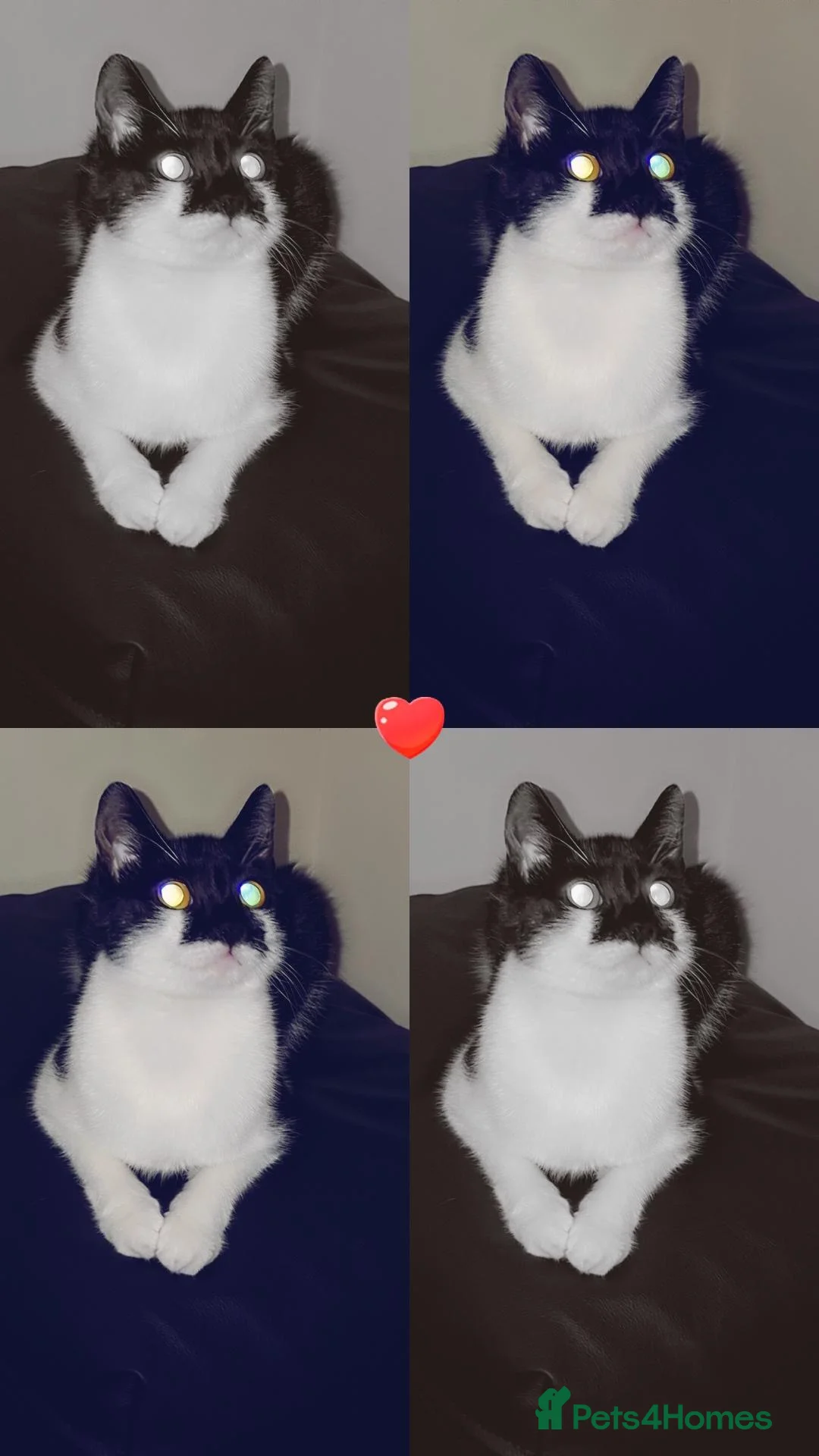 Mixed Breed cats for sale: Female black and white  - Advert 2
