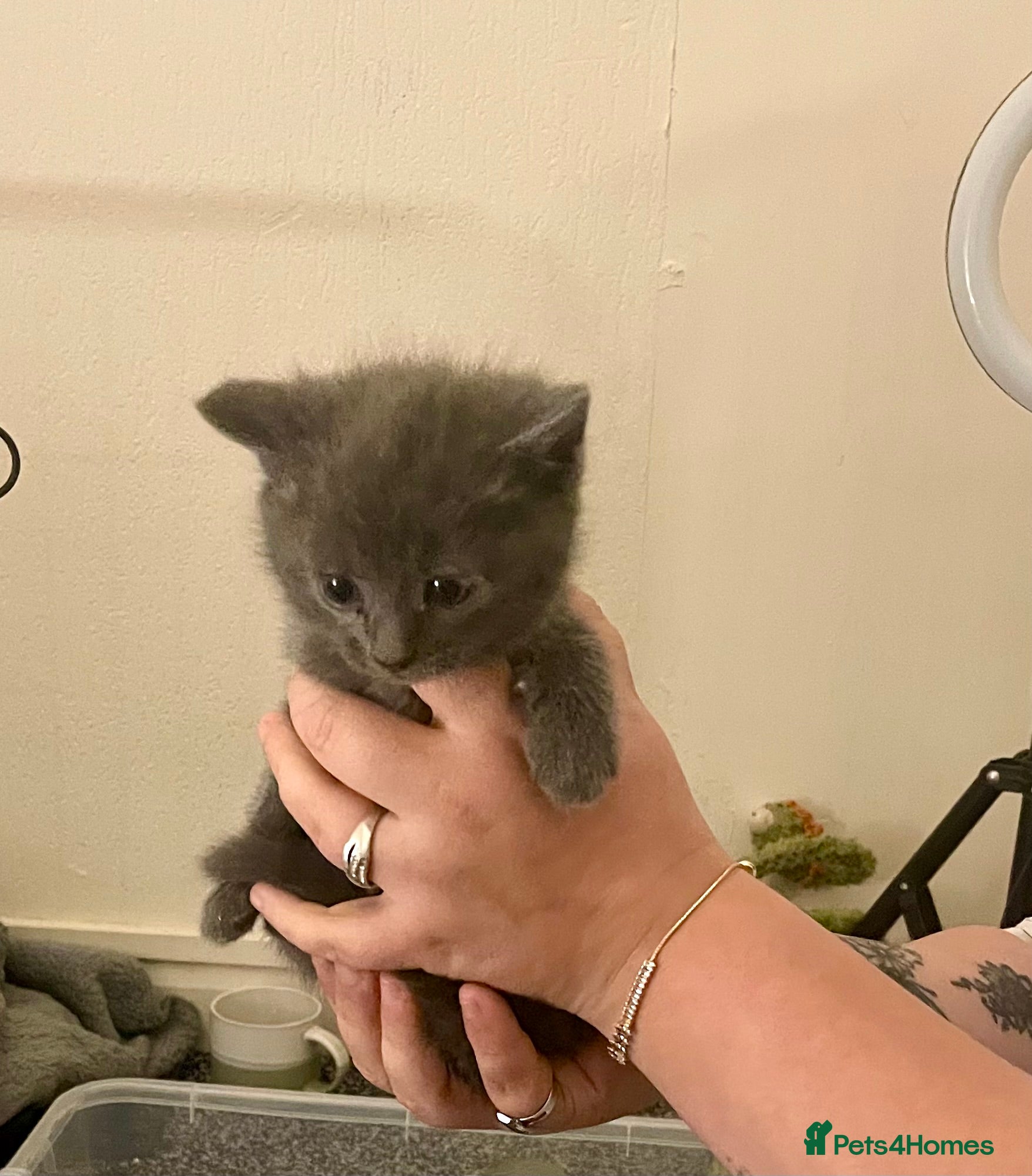 Mixed Breed cats 4 beautiful kittens  - Advert 23