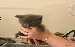 Mixed Breed cats for sale: 4 beautiful kittens  - Advert 2