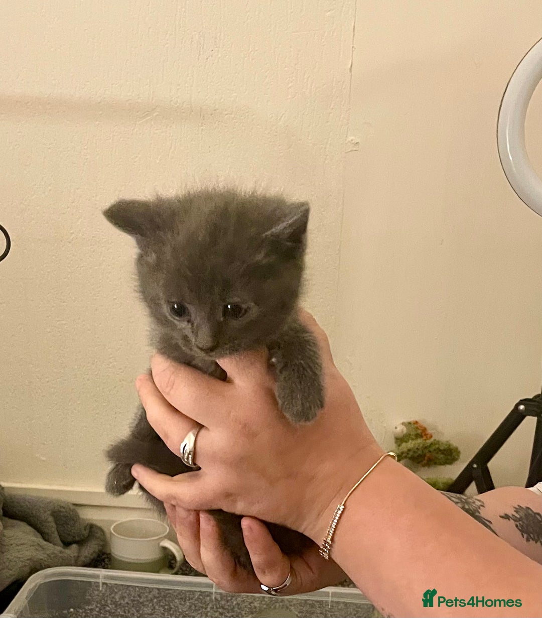 Mixed Breed cats for sale: 4 beautiful kittens  - Advert 2