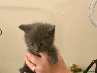 Mixed Breed cats 4 beautiful kittens - Advert 12