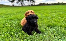 Cockapoo dogs for sale: Gorgeous quality health checked F1 Cockapoos  in Market Drayton - Image 8