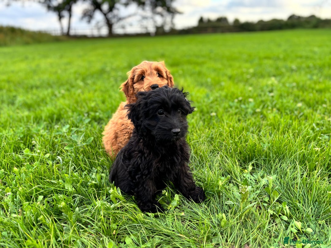 Cockapoo dogs for sale: Gorgeous quality health checked F1 Cockapoos  in Market Drayton - Image 8