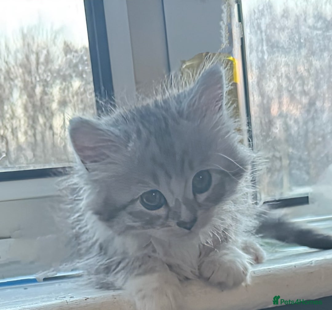 Siberian cats for sale: 3 Siberian blue boy kittens - Advert 6