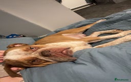 Old Tyme Bulldog dogs for stud: Bentley the Bulldog - Image 7