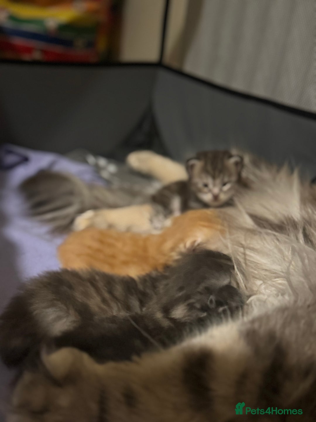 Maine Coon cats for sale: 3 week old mainecoon kittens - Advert 10