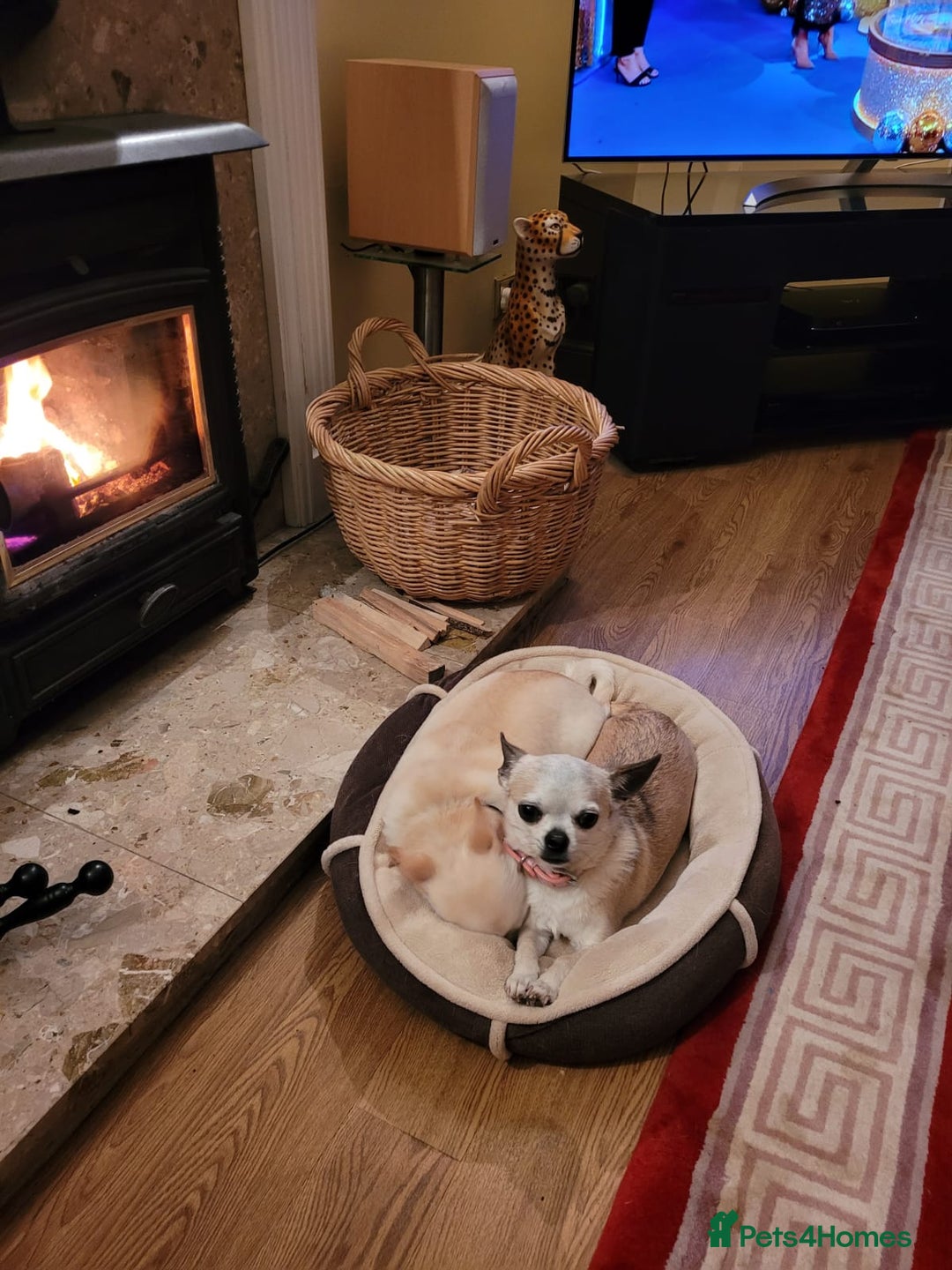 Chihuahua dogs for sale: 2 Chihuahua's needing to be re-homed - Image 9