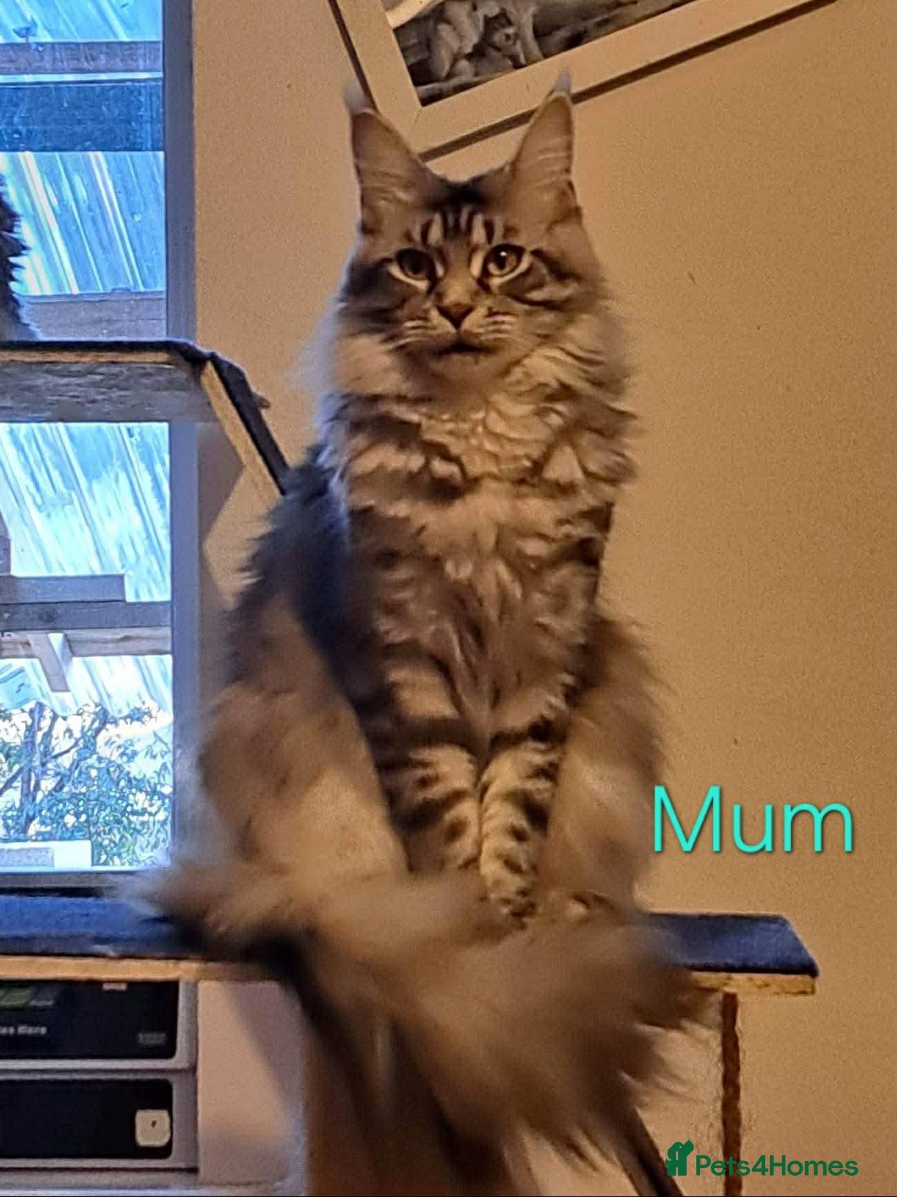 Maine Coon cats 3 Maine Coon kittens. - Advert 12