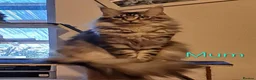 Maine Coon cats for sale: 3 Maine Coon kittens. - Advert 1