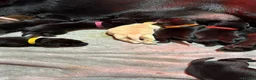 Labrador Retriever dogs for sale: Beautiful litter of Labrador Puppies  - Advert 31