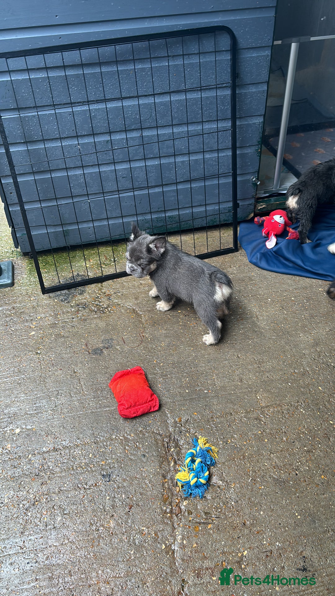 French Bulldog dogs for sale: Quality 5star🌟full visual fluffy French bulldogs  - Image 30