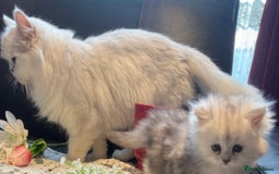 Persian cats for sale: Rare Beauty~Persian Kittens🤍 - Image 10