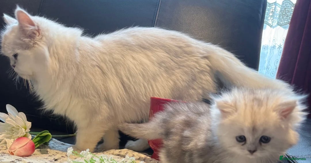 Persian cats for sale: Rare Beauty~Persian Kittens🤍 - Image 10