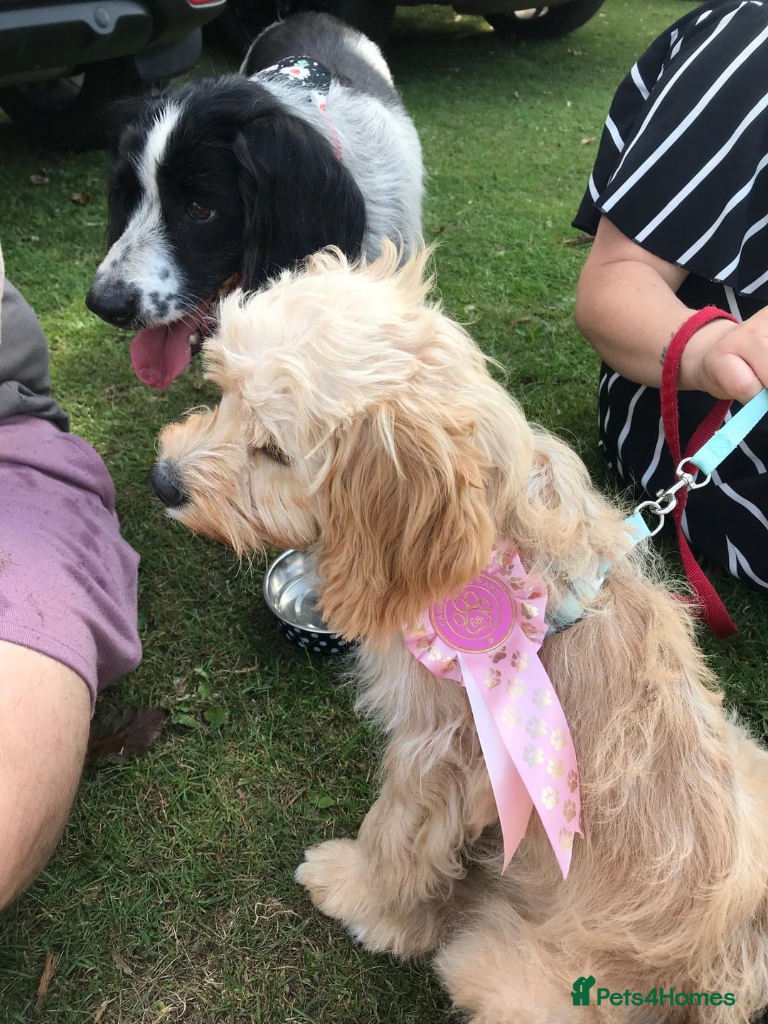 Mixed Breed dogs for sale: Three puppies for sell  in Rushden - Image 3