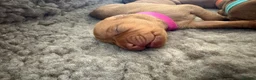 Hungarian Vizsla dogs for sale: Outstanding KC Registered Hungarian Vizsla Puppies - Advert 7