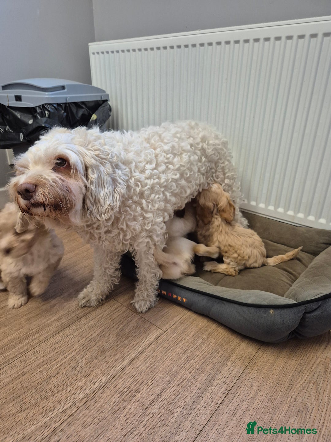 Cockapoo dogs for sale: Cockapoo puppies - Image 5