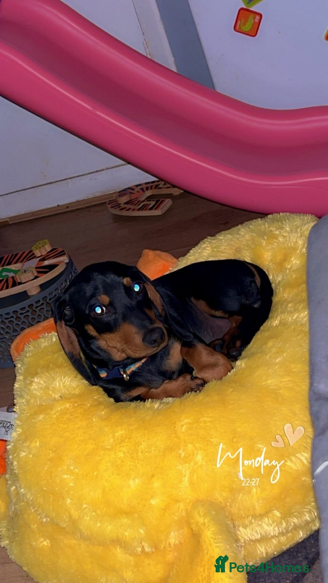 Dachshund dogs for sale: Dachshund  - Advert 1