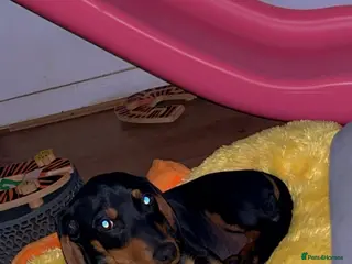 Dachshund dogs Dachshund - Advert 17