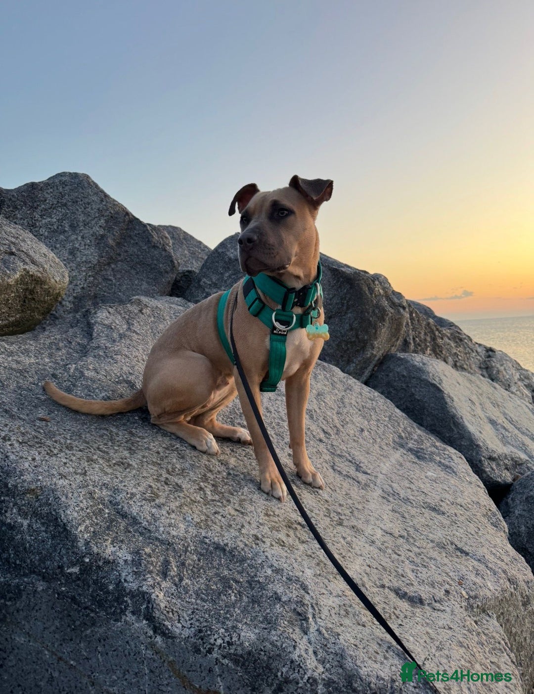 Mixed Breed dogs for sale: 🐾 BONNIE – LARGE BREED EXPERIENCE HOME NEEDED 🐾 - Advert 14