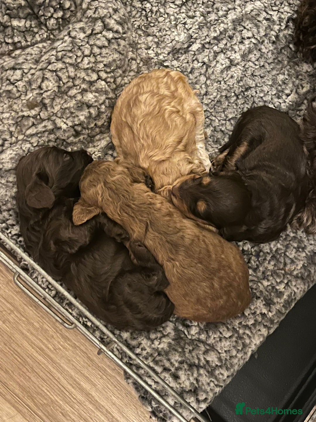 Cockapoo dogs for sale: Stunning F2 cockapoo puppies available 😍  - Image 14