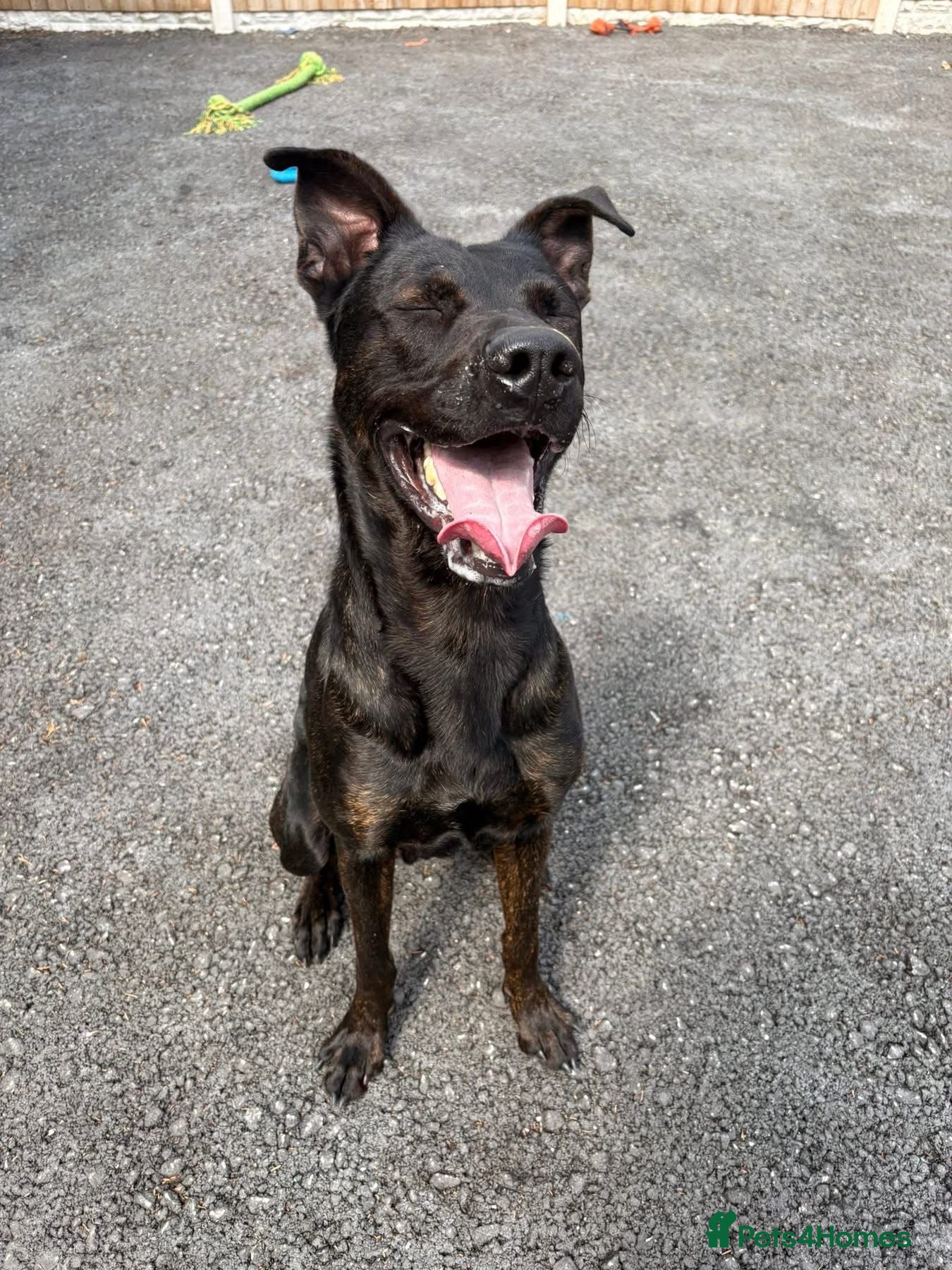 Mixed Breed dogs 2 year old Belgian Malinois cross (Ivar) - Advert 2