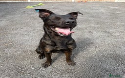 Mixed Breed dogs for sale: 2 year old Belgian Malinois cross (Ivar) - Advert 1