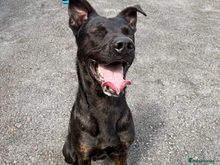 Mixed Breed dogs 2 year old Belgian Malinois cross (Ivar) - Advert 8