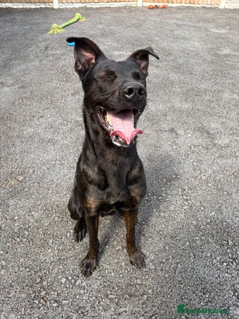 Mixed Breed dogs 2 year old Belgian Malinois cross (Ivar) - Advert 1