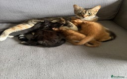 Mixed Breed cats for sale: Male ginger and white male  - Image 7