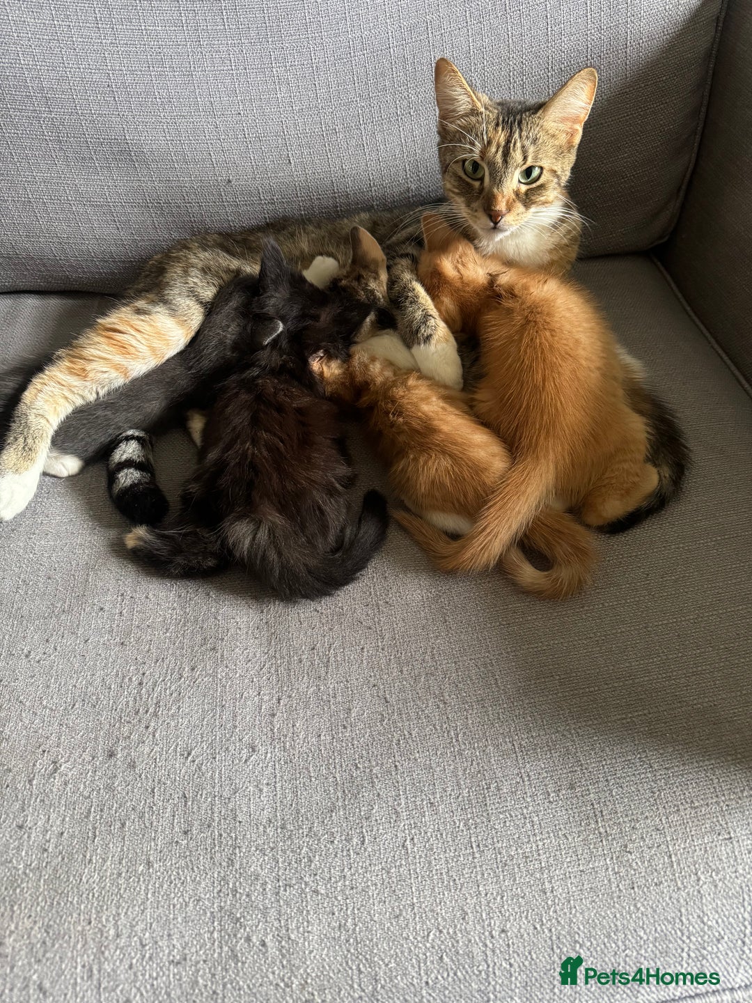 Mixed Breed cats for sale: Male ginger and white male  - Image 7