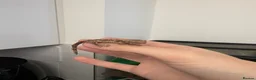 Gecko reptiles for sale: Baby Crested Geckos For Sale - Advert 2
