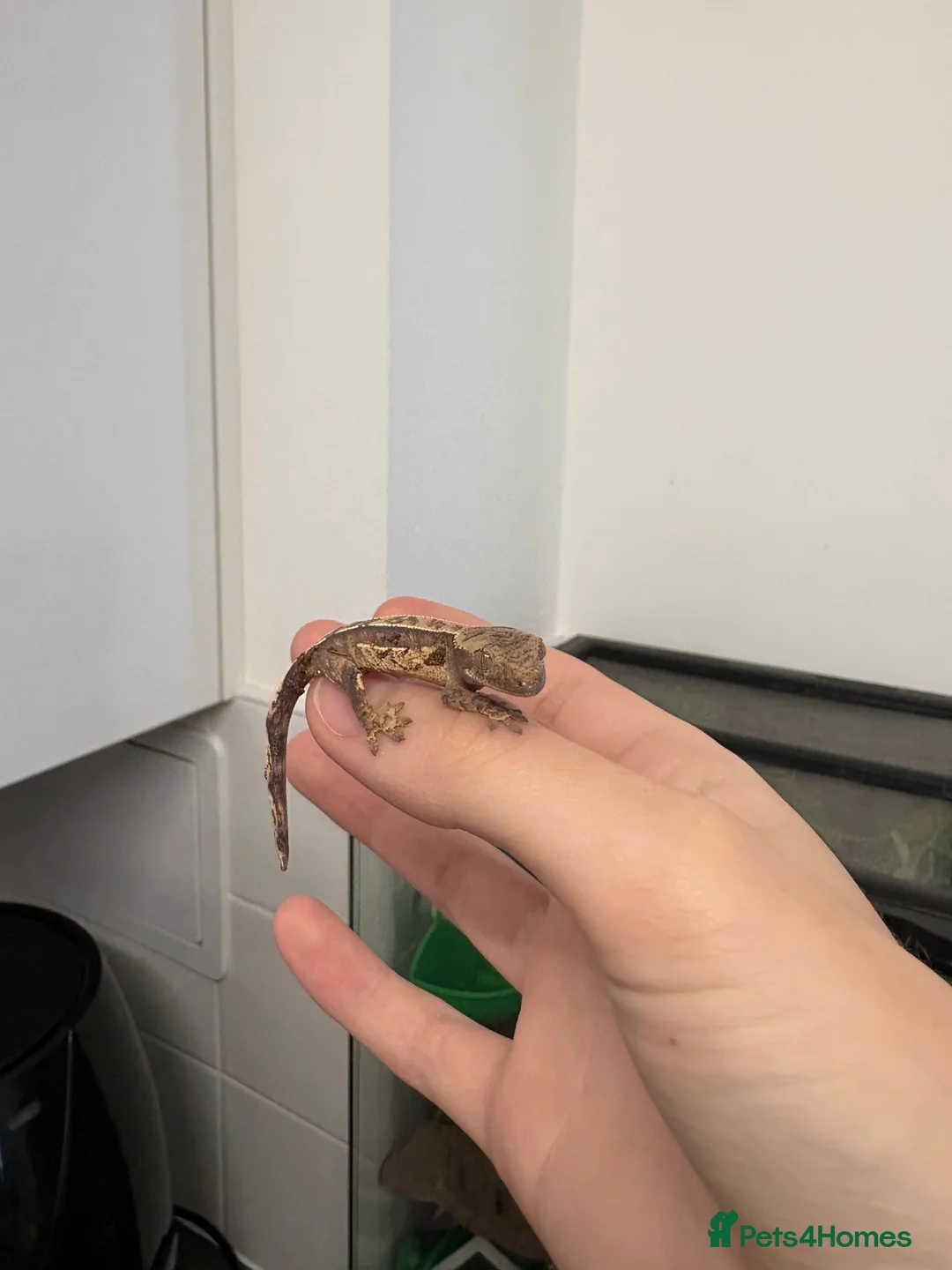 Gecko reptiles for sale: Baby Crested Geckos For Sale - Advert 2