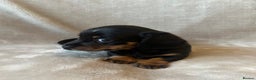 Miniature Dachshund dogs for sale: KC Reg - 1 puppy looking for his forever home - Advert 11