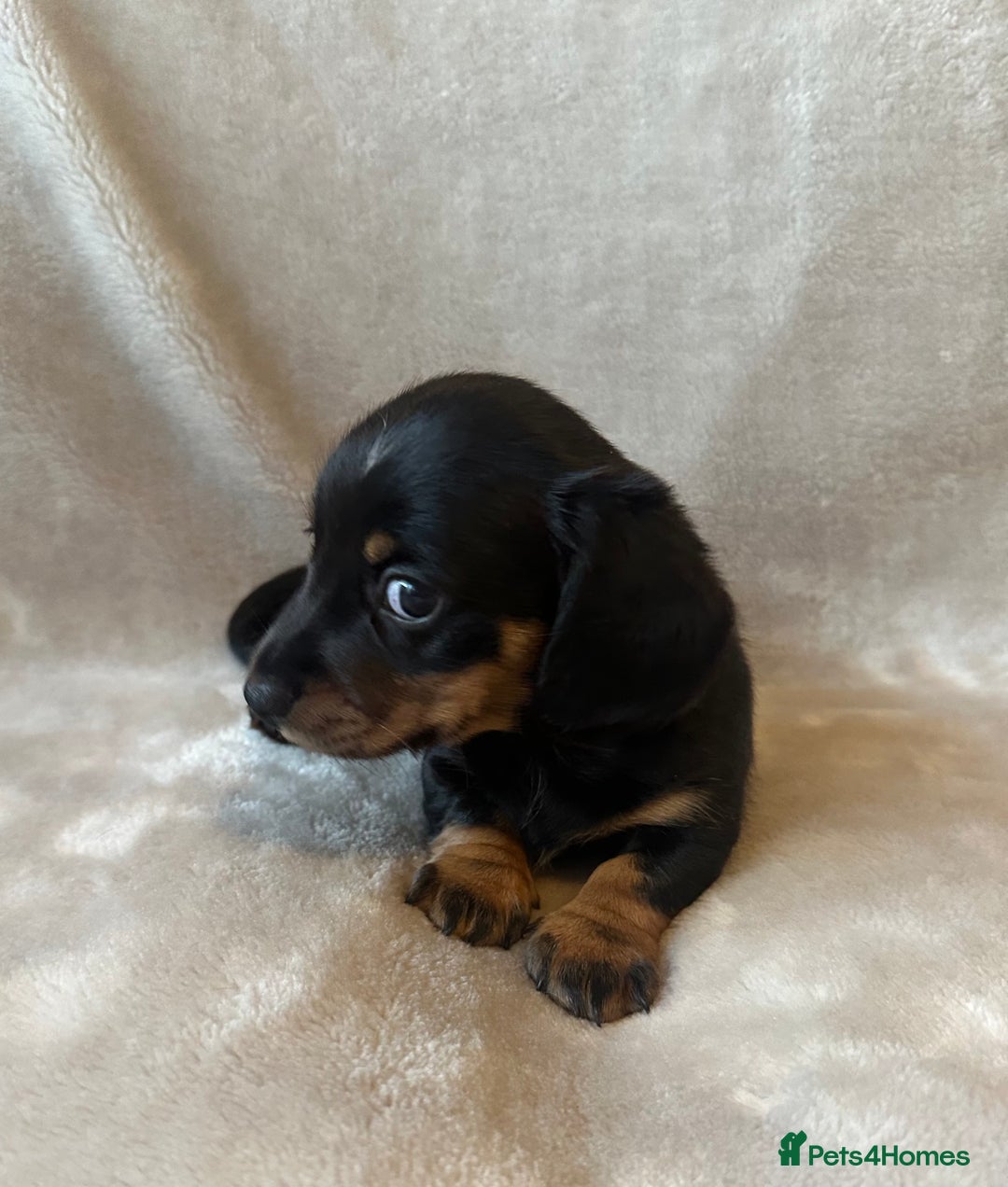 Miniature Dachshund dogs for sale: KC Reg - 1 puppy looking for his forever home - Advert 11