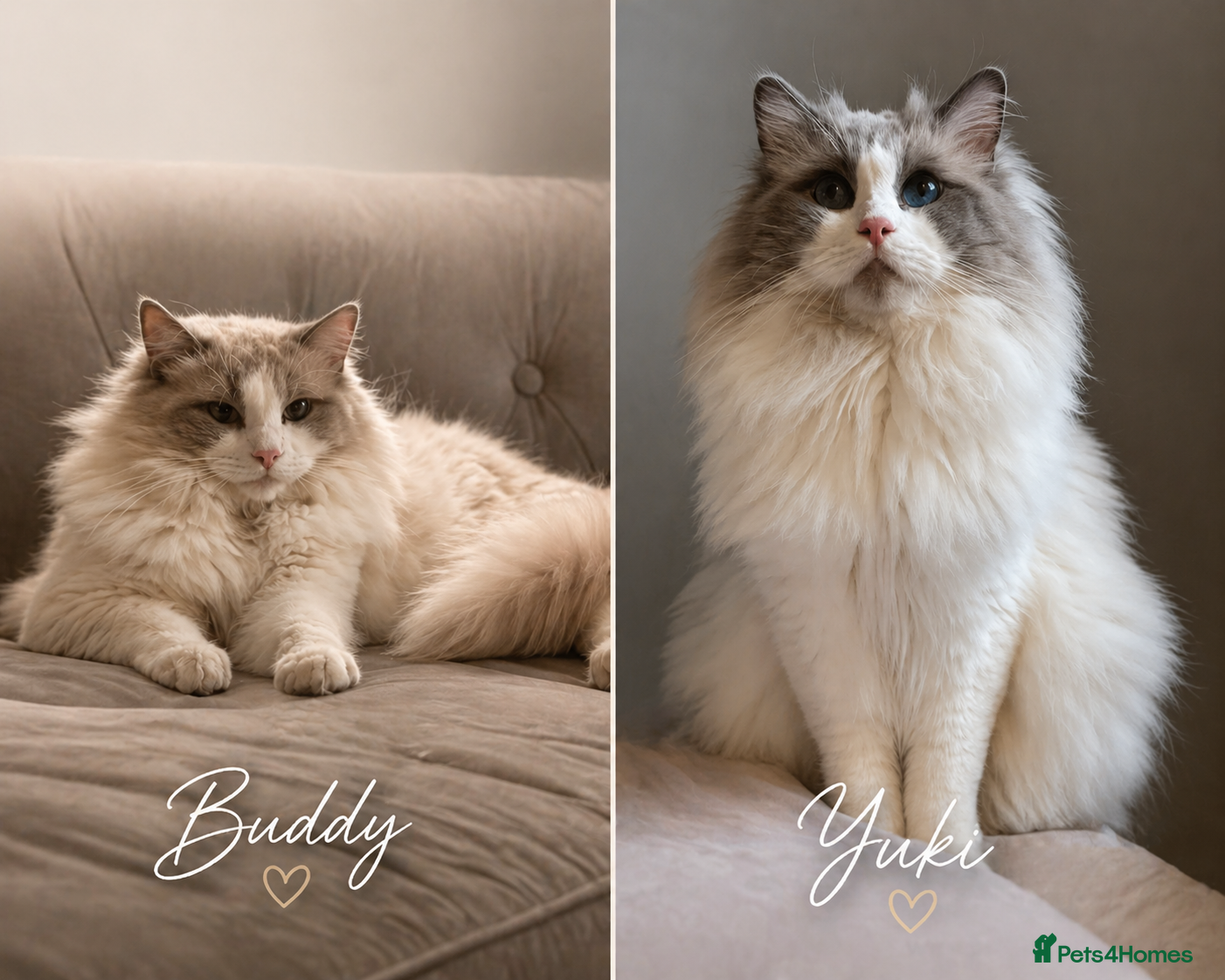 Ragdoll cats Premium GCCF Registered Blue Point Bicolour Studs - Advert 10