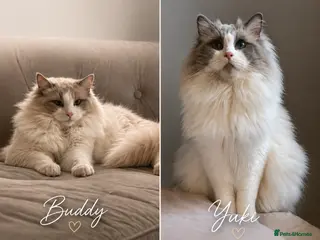 Ragdoll cats Premium GCCF Registered Blue Point Bicolour Studs - Advert 6