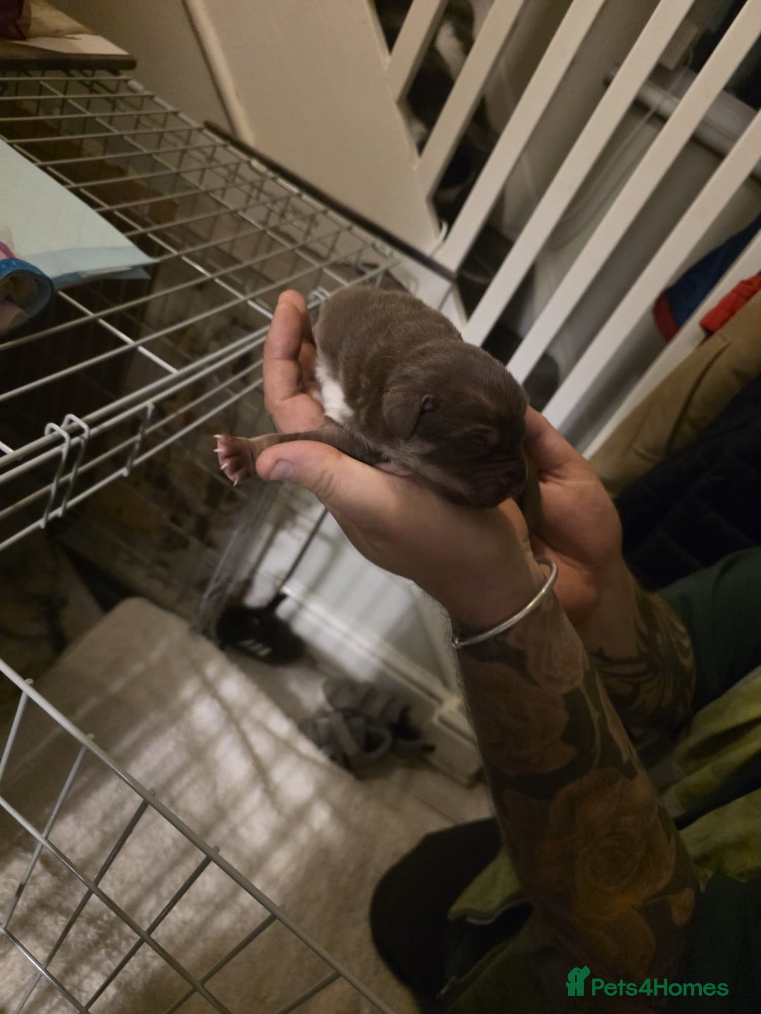 Cane Corso dogs for sale: Cane corso pups - Image 26