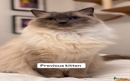 Ragdoll cats for sale: “ Ragdoll kittens “ A perfect  **  present  - Image 4