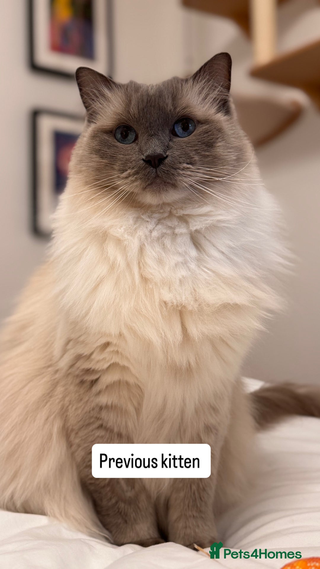 Ragdoll cats for sale: “ Ragdoll kittens “ A perfect  **  present  - Image 4