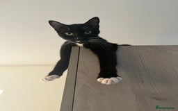 Turkish Van cats for sale: Beautiful Turkish van kittens  - Image 6