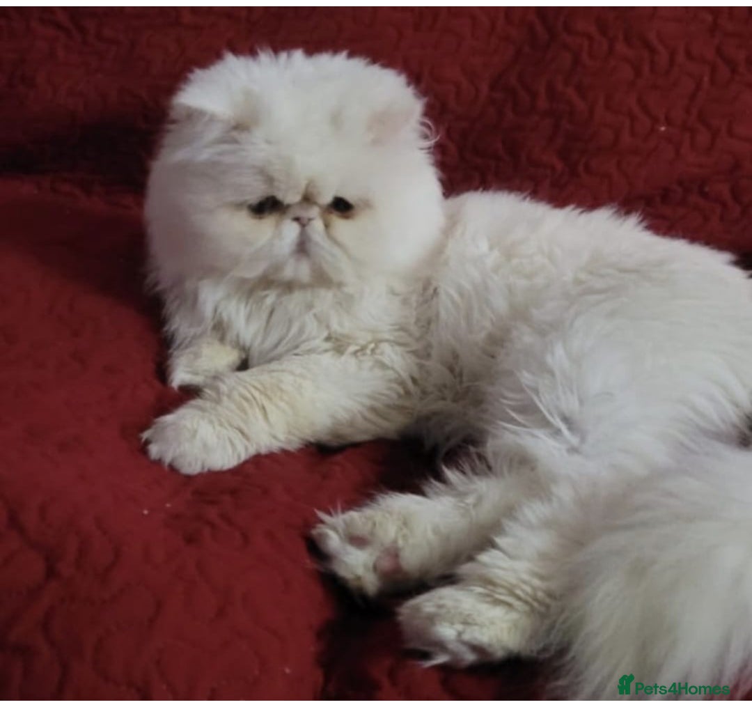 Persian cats for sale: Persian white kitten😻 - Image 5