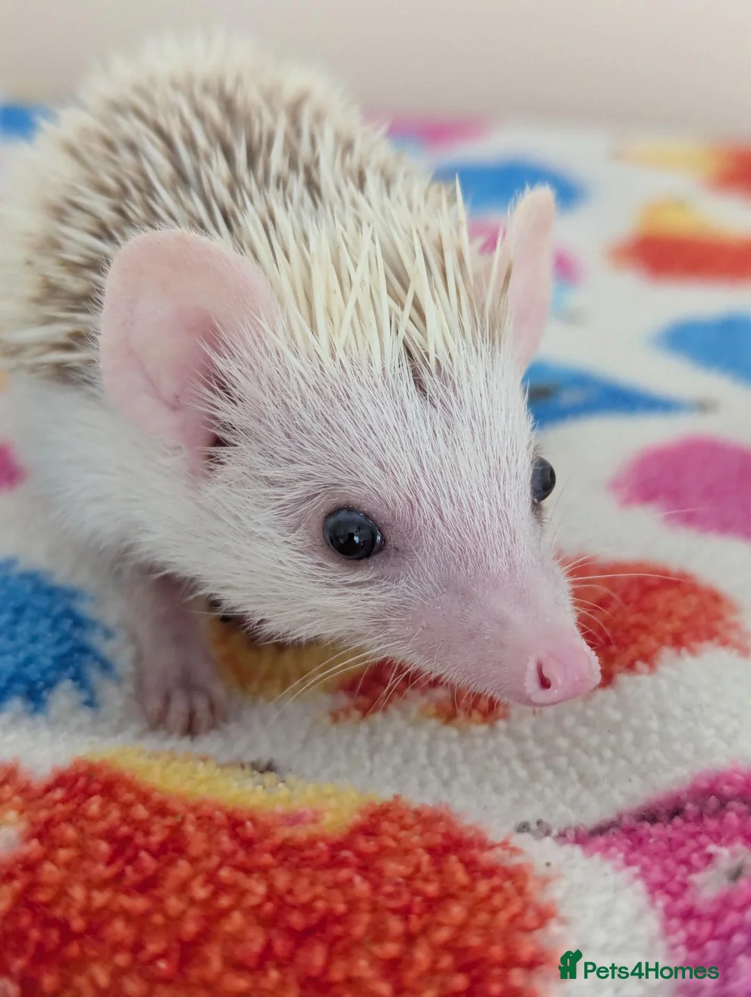 Pygmy Hedgehog rodents for sale: 10 Week Old Baby Hoglets REDUCED TO £220 - Advert 1